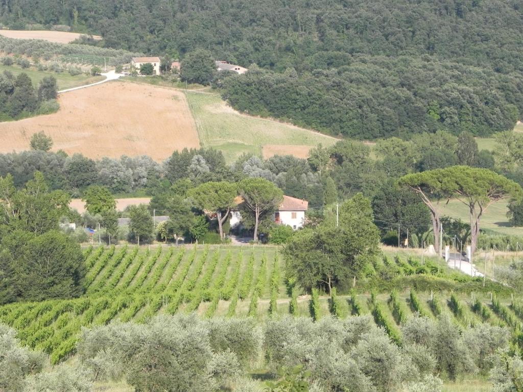 Tenuta Pizzogallo Амелія Номер фото